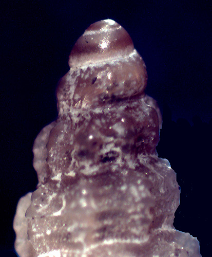 Bela brachystoma